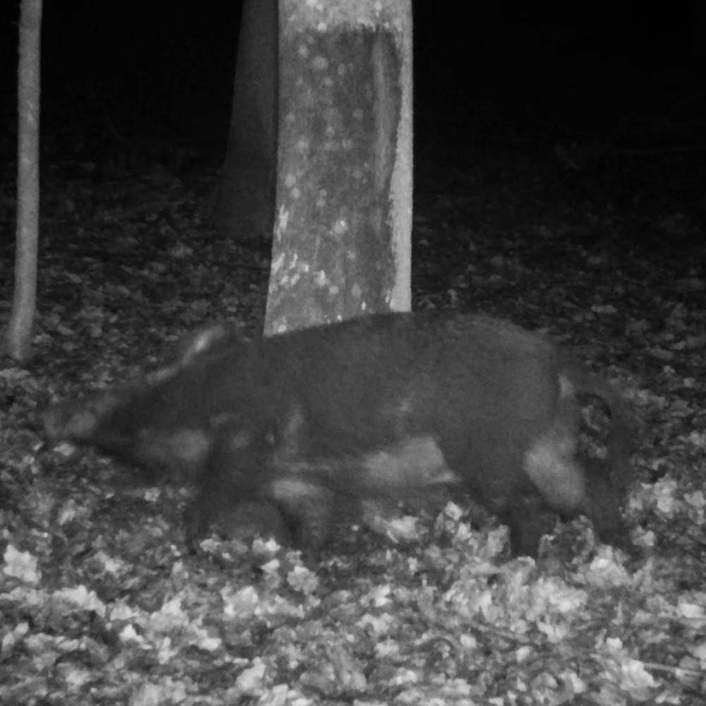 ΦΕΡΟΜΟΝΗ ATRATAR ΣΕ ΣΩΛΗΝΑΡΙΟ 320g