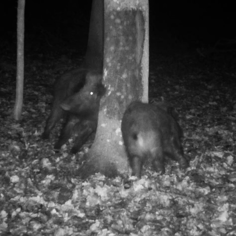 ΦΕΡΟΜΟΝΗ ATRATAR ΣΕ ΣΩΛΗΝΑΡΙΟ 320g