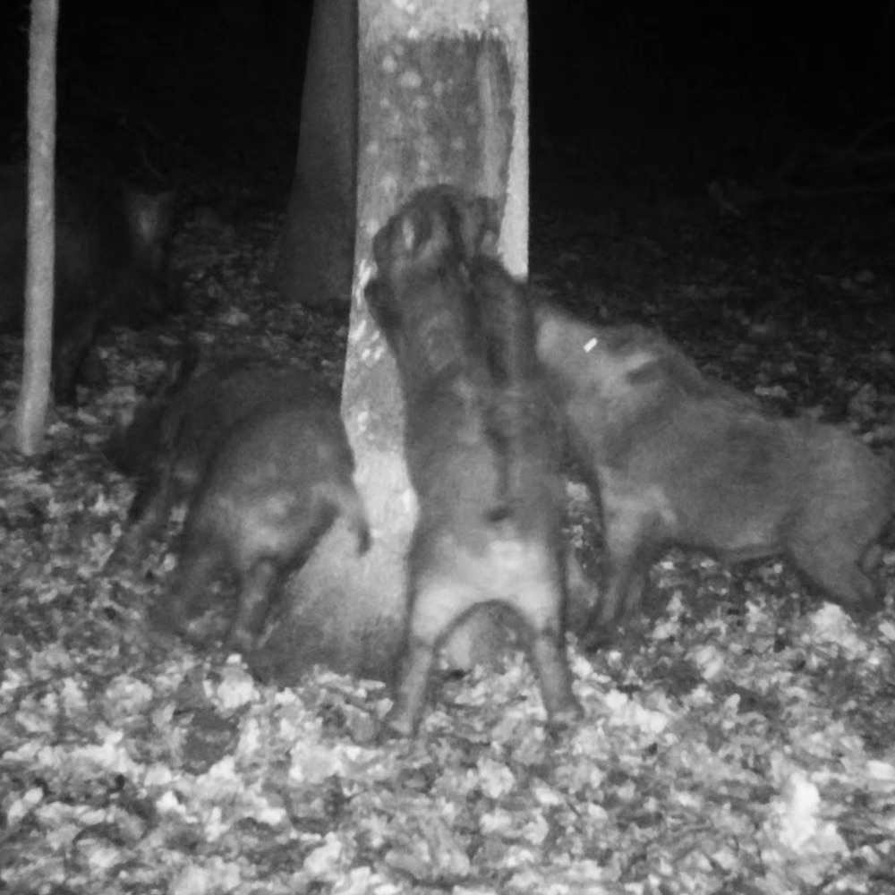 ΦΕΡΟΜΟΝΗ ATRATAR ΣΕ ΣΩΛΗΝΑΡΙΟ 320g