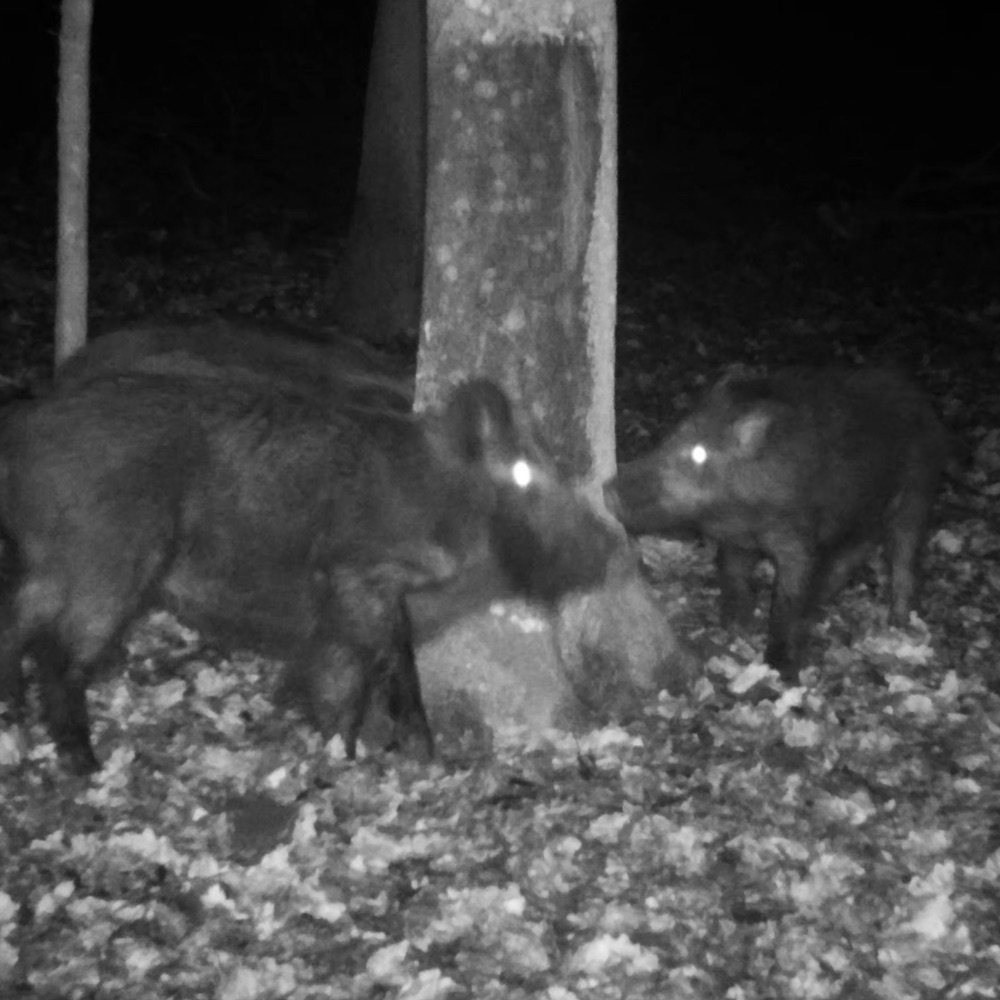 ΦΕΡΟΜΟΝΗ ATRATAR ΣΕ ΣΩΛΗΝΑΡΙΟ 320g