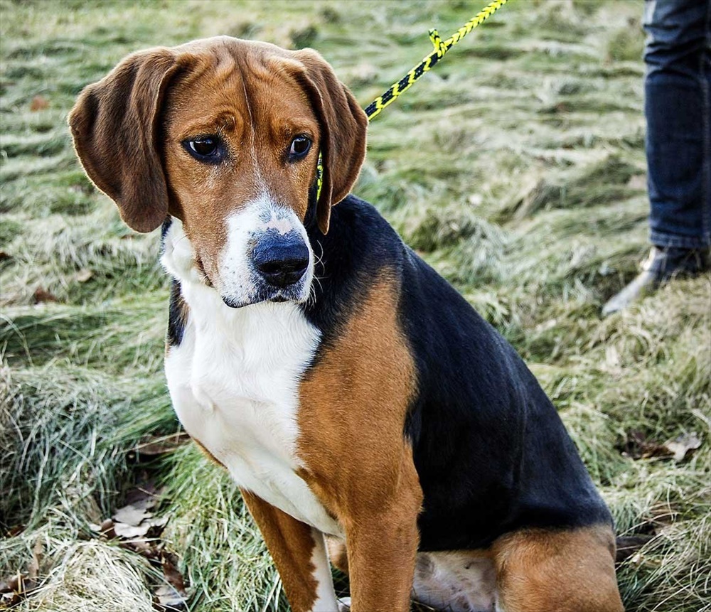 ΣΧΟΙΝΙ RUNLOCK THE DOG LEASH